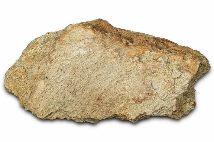 Dinosaur (Triceratops) Frill Shield Section - Montana #347968